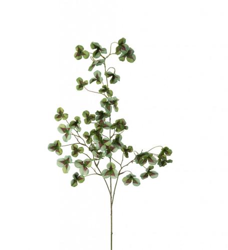 Oxalis Konstväxt