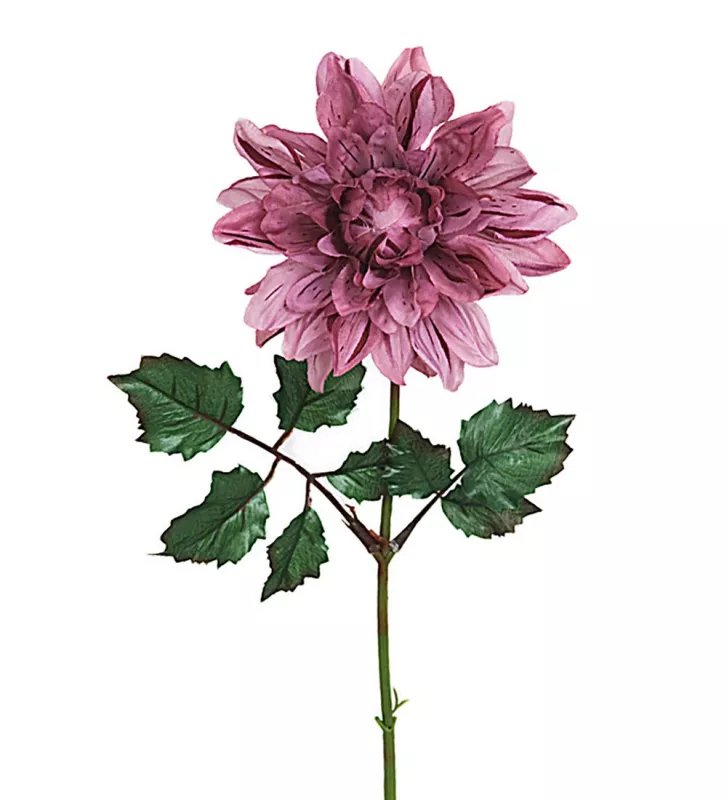 Dahlia Konstväxt Lila