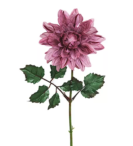 Dahlia Konstväxt Lila