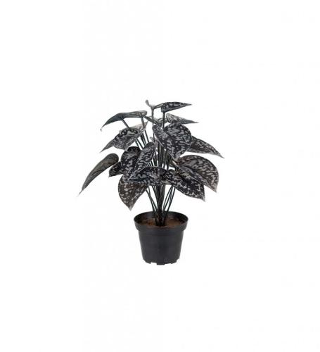 Silverranka Konstväxt