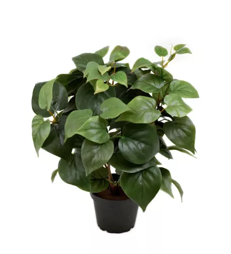 Philodendron Konstväxt