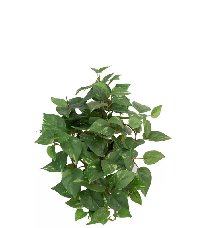 Gullranka Konstväxt