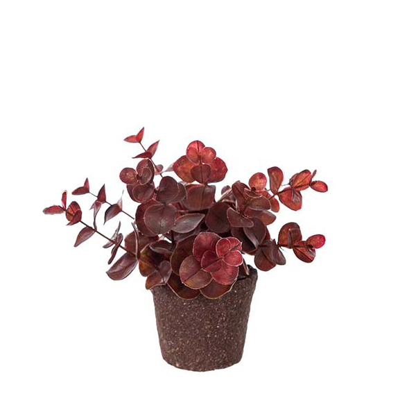 Eucalyptus Konstväxt Burgundy