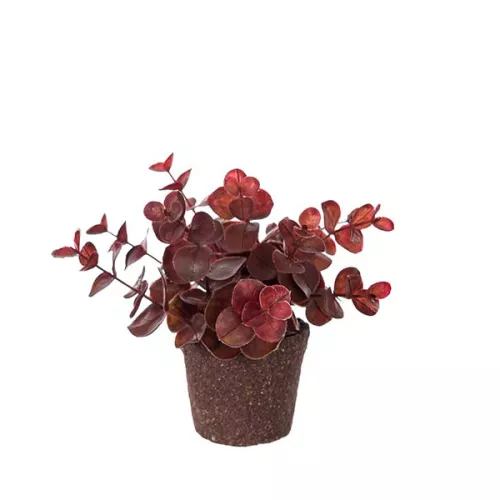 Eucalyptus Konstväxt Burgundy