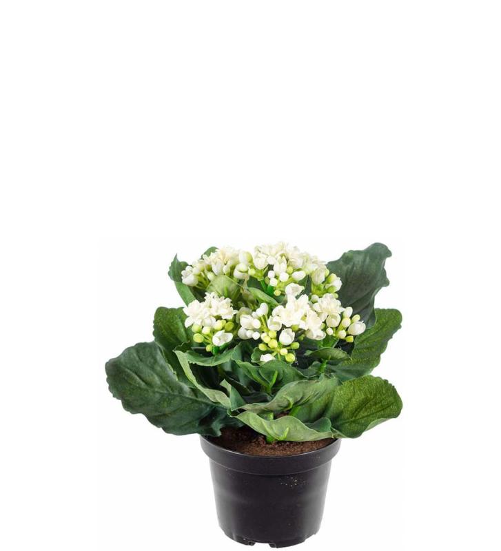 Kalanchoe Konstväxt Vit