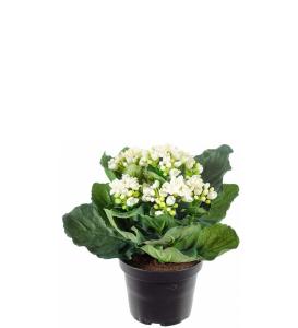 Kalanchoe Konstväxt Vit