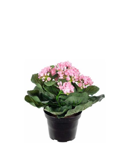 Kalanchoe Konstväxt Rosa
