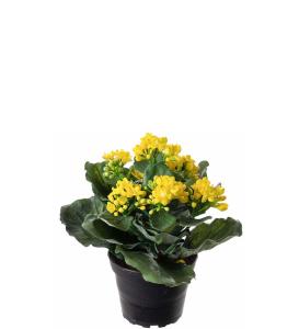 Kalanchoe Konstväxt Gul