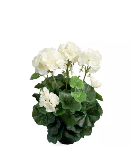 Pelargon Konstväxt Vit