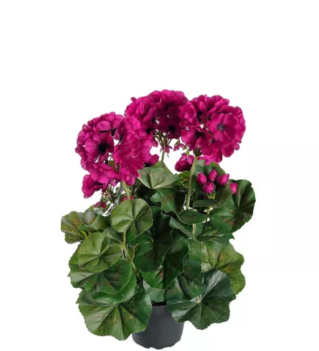 Pelargon Konstväxt Lila