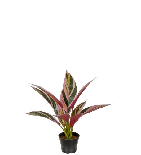 Cordyline Konstväxt Rosagrön