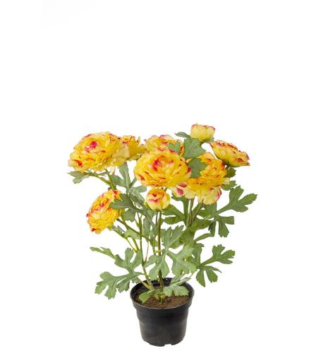 Ranuncel Konstväxt Orangegula