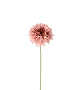 Gerbera Konstväxt Rosa