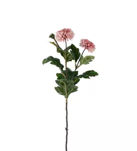 Chrysanthemum Konstväxt Lila