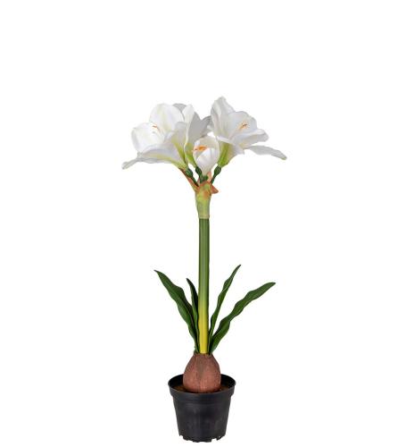 Amaryllis Konstväxt Vit