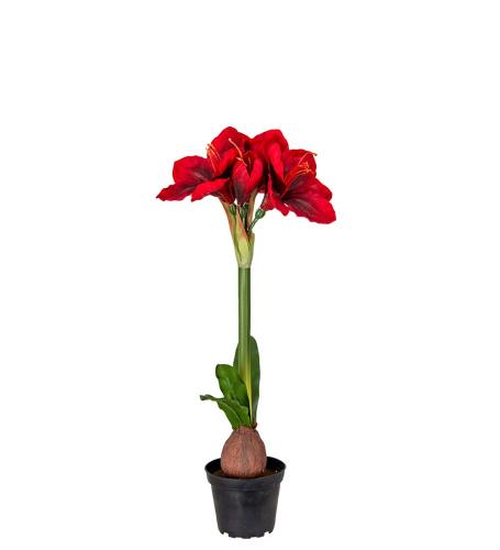 Amaryllis Konstväxt Röd