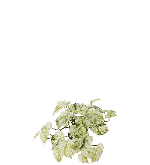 Gullranka Konstväxt Ljusgrön