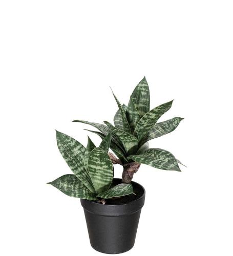 Sansiveria Konstväxt Grön