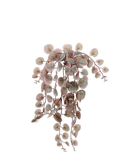 Peperomia Hängande Konstväxt Rosa