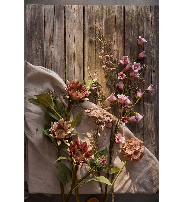 Scabiosa Konstväxt Brun