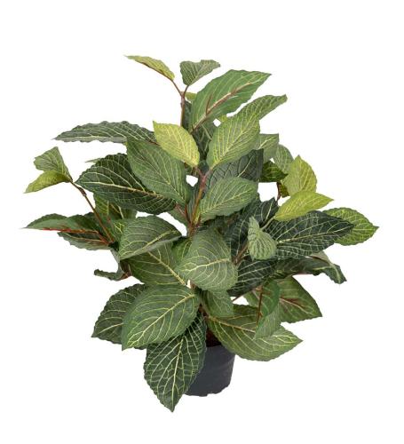 Fittonia Konstväxt