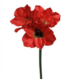 Amaryllis Konstväxt Ljus Röd