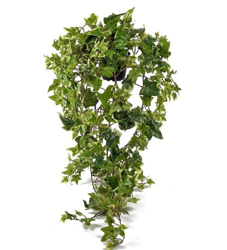 Murgröna Hängande Konstväxt