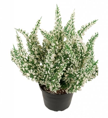 Ljung Konstväxt Vit