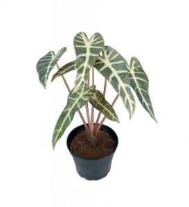 Alocasia Konstväxt