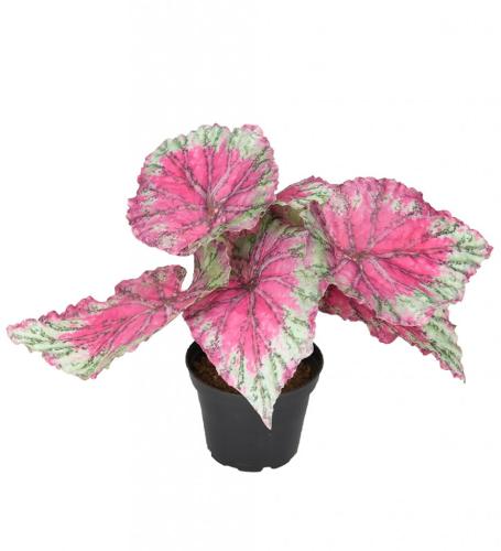 Rexbegonia Konstväxt Rosa