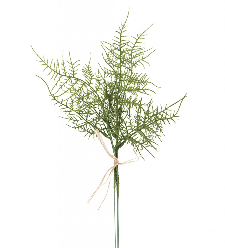 Plymosus Konstväxt