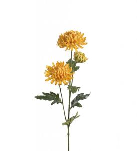 Chrysanthemum Konstväxt Gul