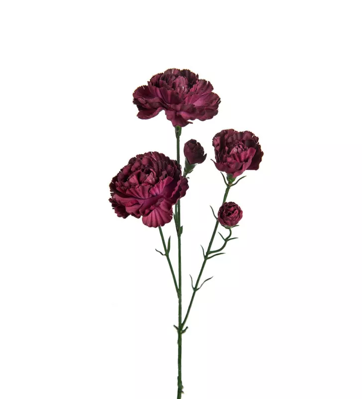 Elegance Nejlika Konstväxt Burgundy