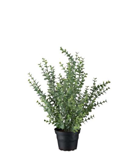 Eucalyptus Konstväxt
