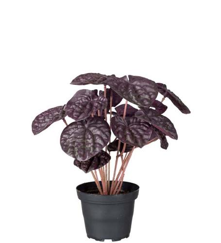 Peperomia Konstväxt Vinröd