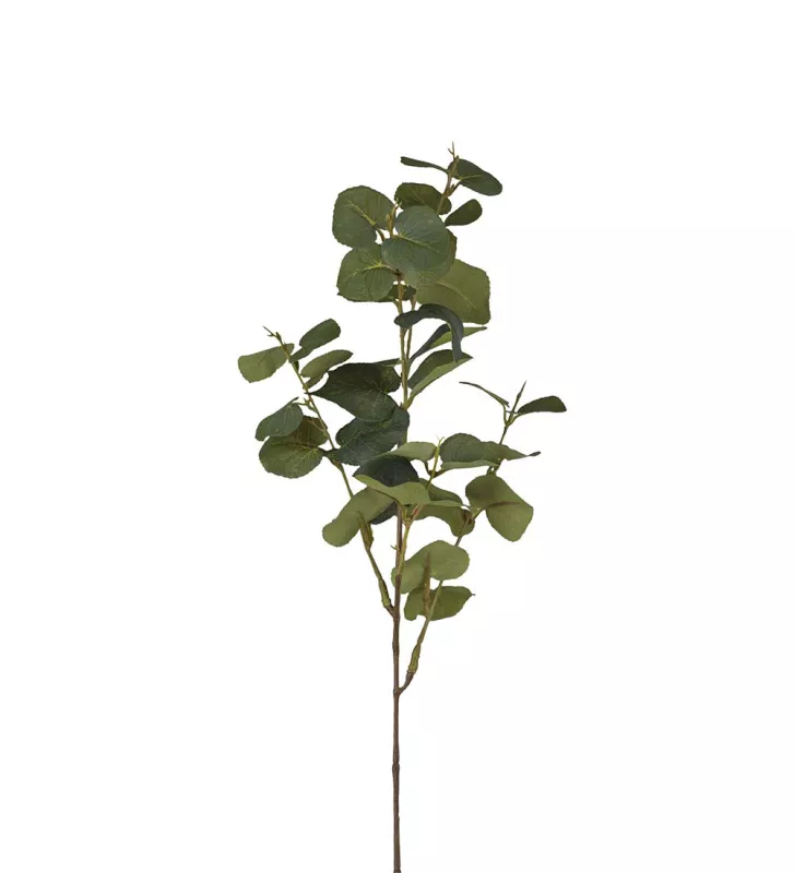 Eucalyptus Konstväxt