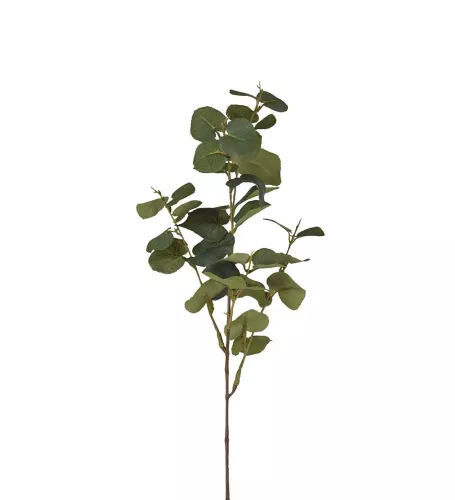 Eucalyptus Konstväxt