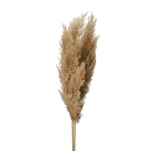 Pampas Vippa Natur