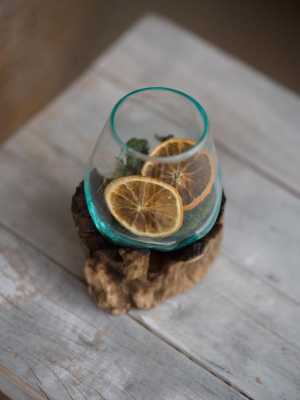 Glasskål på trädrot