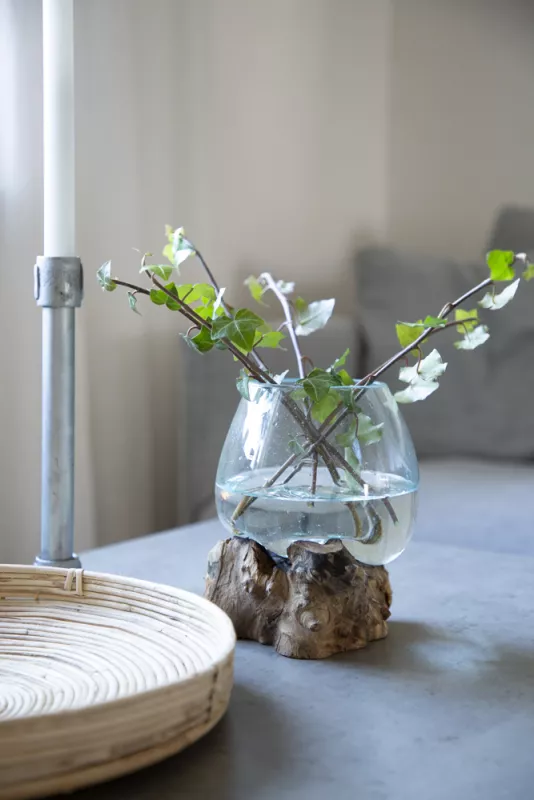 Glasskål på trädrot