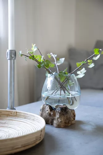 Glasskål på trädrot