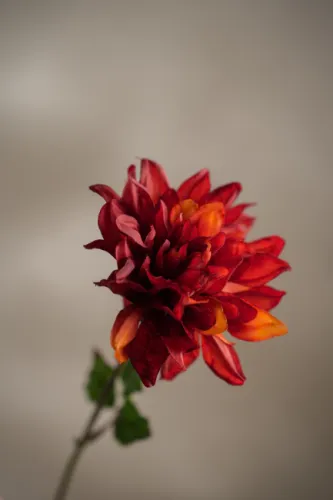 Dahlia Konstväxt Orange