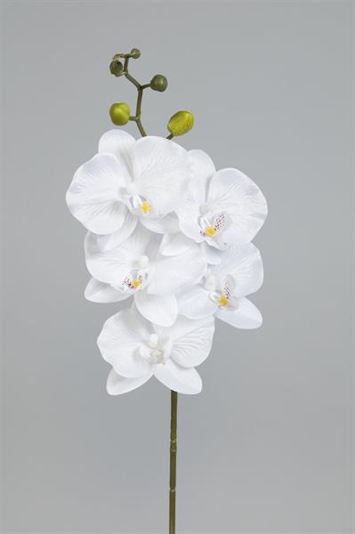 Orkidékvist lila
