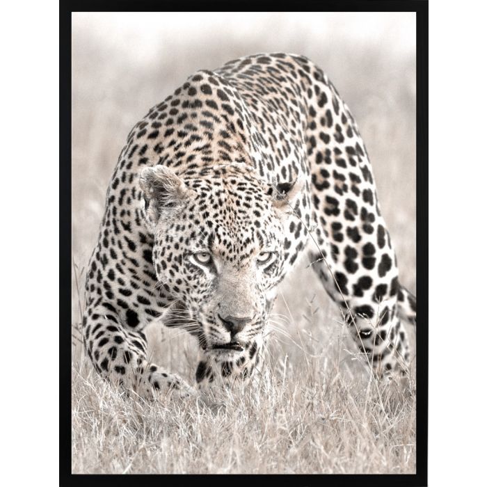 Poster 30x40 leopard