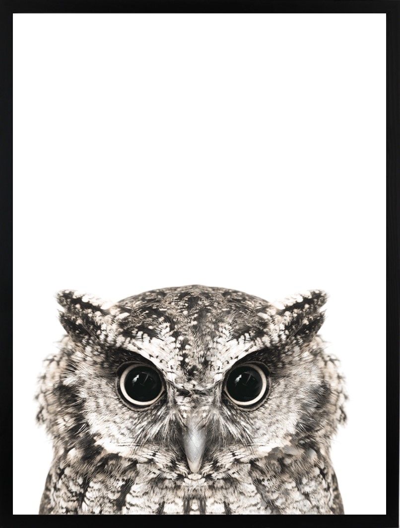 Poster 30x40 Owl