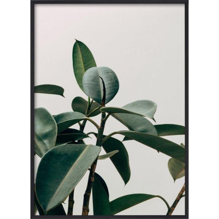 Poster 50x70 Plant