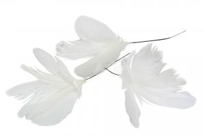 Fjäder blom vit