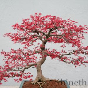 Röd lönn (Acer Rubrum)