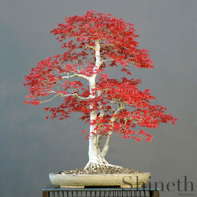 Japansk rödlövad lönn (Acer Palmatum atropurpureum)