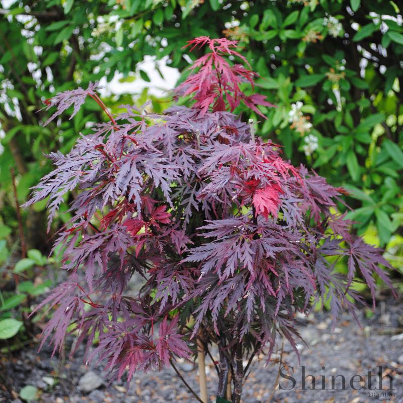Japansk lönn Burgundy/chokladfärgat spetsblad (Acer palmarum)